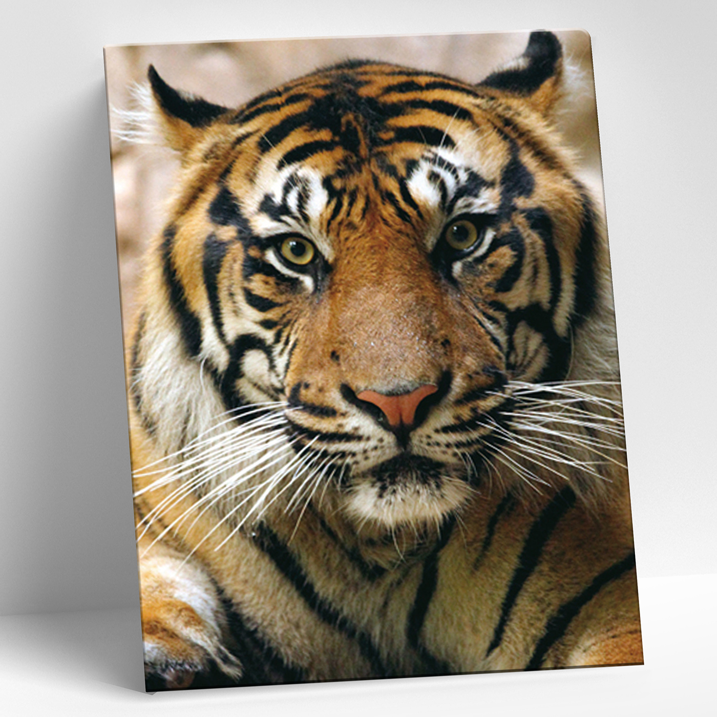 картинка Алмазная мозаика 15х20 Портрет тигра от магазина Игрушки-